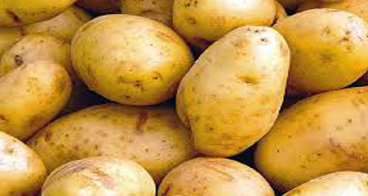 قفصة: تقديرات بإنتاج 8 آلاف طنّ من البطاطا الآخر الفصلية