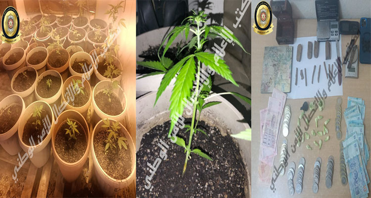 حي الزهور: الإحتفاظ بمروج مخدّرات يزرع الماريخوانا بمنزله