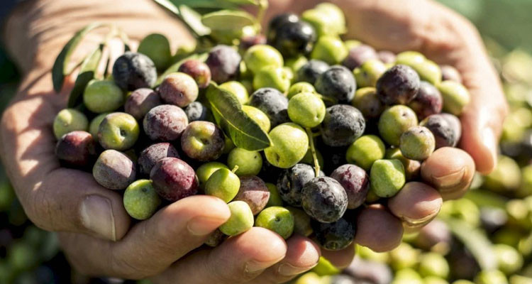 تونس تتقدم بنسبة 67 بالمائة في عمليات جني الزيتون