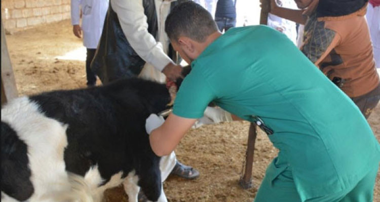 الأطباء البياطرة الخواص يعلنون عن مقاطعة التوكيل الصحي