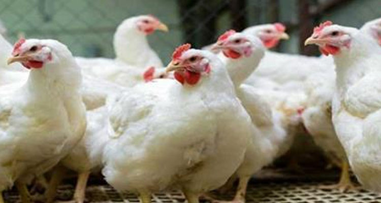 نابل: الكشف عن مسلخ عشوائي معد لذبح الدواجن