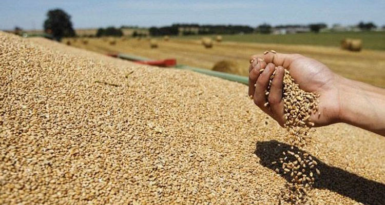 رئيس نقابة الفلاحين: تقديرات إنتاج الحبوب خلال الموسم الحالي  في حدود 3 مليون قنطار