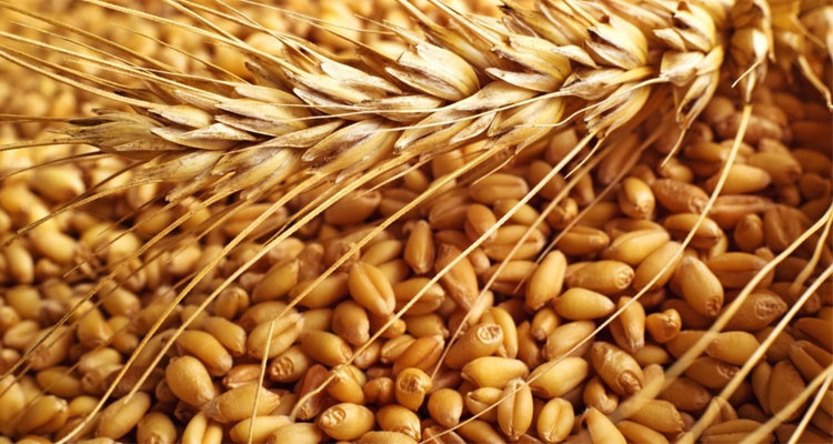 نابل: توقعات بتراجع إنتاج الحبوب بنسبة تفوق 60 بالمائة