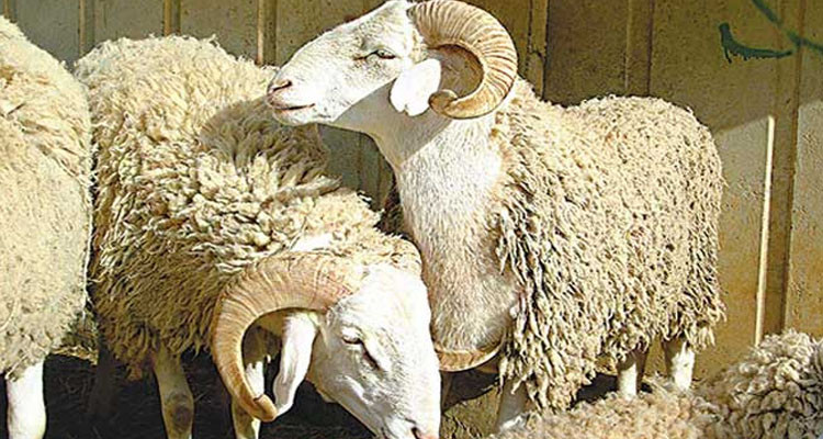 منور الصغير: أسعار أضاحي العيد هذه السنة ستترواح بين 700 و1100 دينار