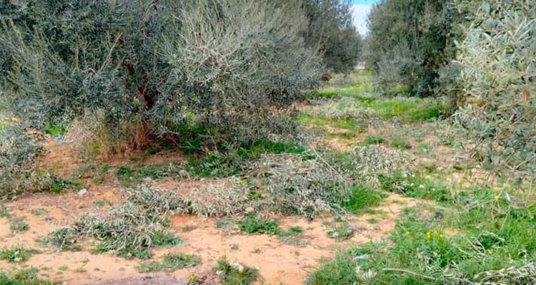 منوبة: استرجاع  3 عقـارات دولـية فلاحـية على مساحة  13 هك