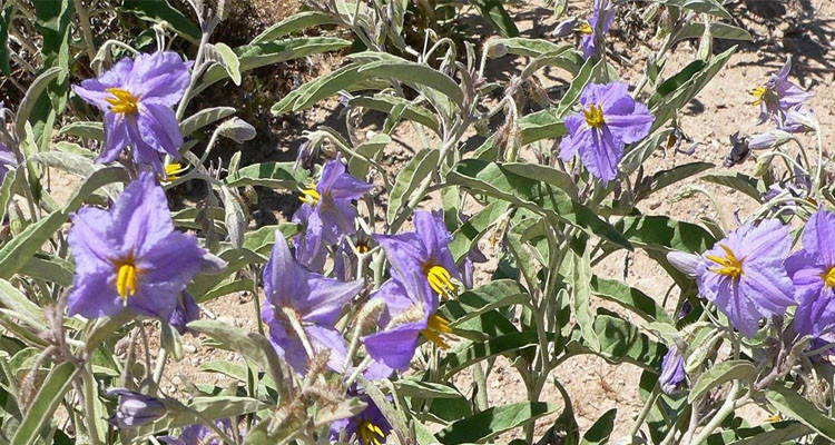 بن عروس: انتشار نبتة ''الشويكة الصفراء'' الضّارة بعدة أماكن