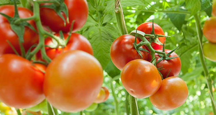 نابل: تقلص المساحات المزروعة من الطماطم الفصلية المعدة للتحويل بنسبة 40%