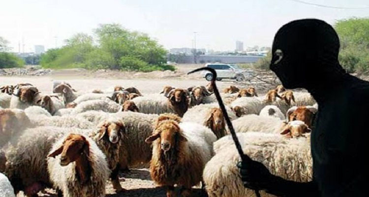 بنزرت: إماطة اللثام عن عملية سرقة قطيع من المواشي