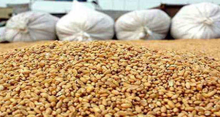 وزارة الفلاحة تصدر الأمر الموسمي المتعلق بسعر الحبوب ودفع أثمانها