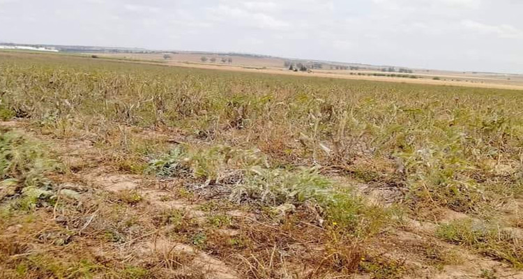 وزارة أملاك الدولة تسترجع عقارا دوليا فلاحيا بولاية منوبة يمسح 11 هكتارا