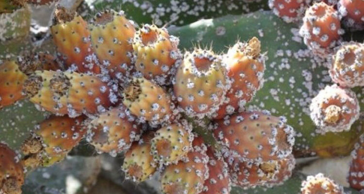 وزارة الفلاحة سعت إلى مكافحة الحشرة القرمزية على امتداد اكثر من 2700 كلم من المناطق المتضررة