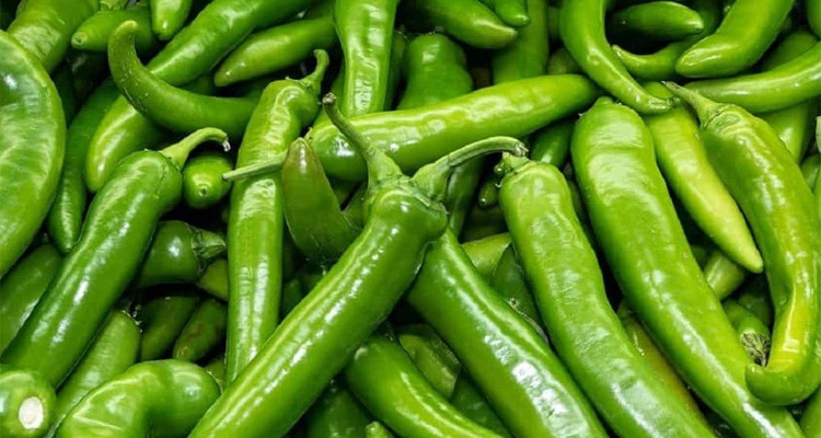 رئيس الاتحاد الجهوي للفلاحة بالقيروان: موجة الحر أسفرت عن اتلاف كلي لمنتوج الفلفل