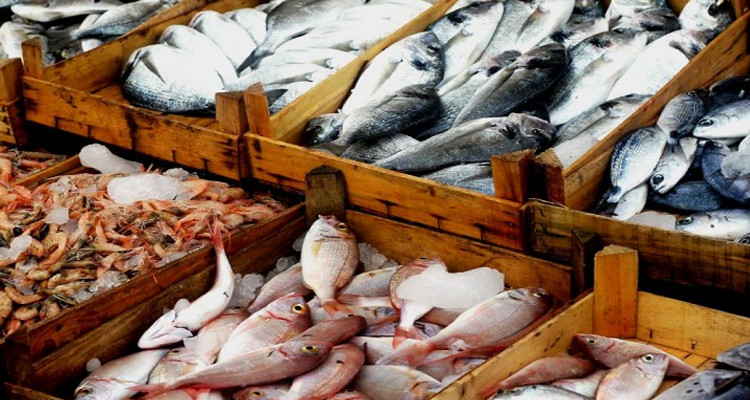 المرصد الوطني للفلاحة: تراجع صادرات منتوجات الصيد البحري