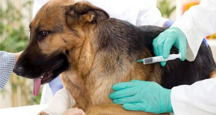 وزير الفلاحة: آن الأوان لمزيد تكاتف الجهود  لتحقيق هدف صفر وفاة بداء الكلب في 2030