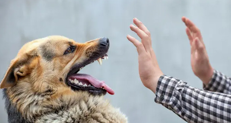 وزارة الصحة: تونس سجلت 15 حالة وفاة بداء الكلب خلال الـ3 سنوات الأخيرة