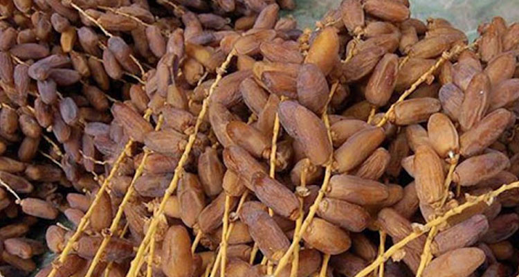 تاجر تمور بقبلي: هناك زيادة بأكثر من 15 بالمائة في صابة التمور هذا الموسم