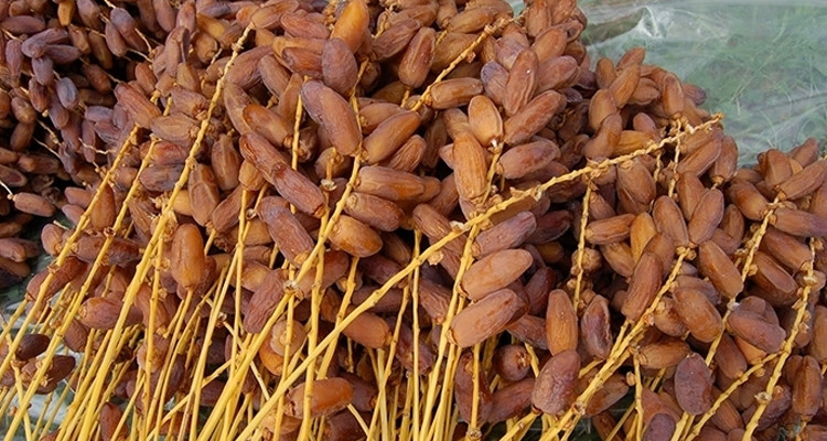 وزارة الفلاحة تحدد الأسعار المرجعية للتمور عند الإنتاج لموسم 2024