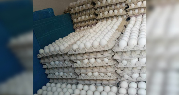 باجة: حجز 60 ألف بيضة محملة على متن شاحنة