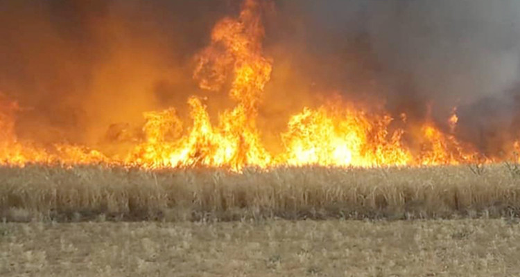باجة: اندلاع حريق بأرض فلاحية بمنطقة بورويس