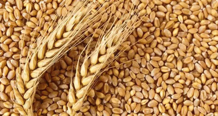 تراجع معدل سعر القمح اللين الأوروبي خلال سبتمبر 2023
