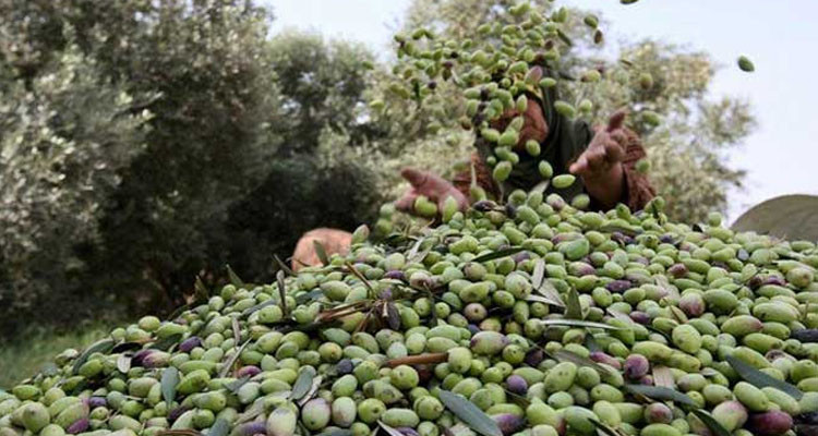المنستير: غرة نوفمبر انطلاق موسم جني صابة الزيتون بالجهة