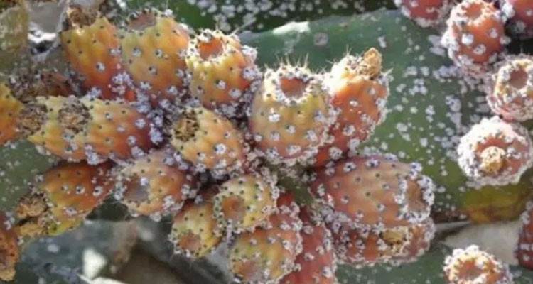 وزارة الفلاحة تنفي إصابة بعض أصول الزياتين المحاذية للتين الشوكي بالحشرة القرمزية