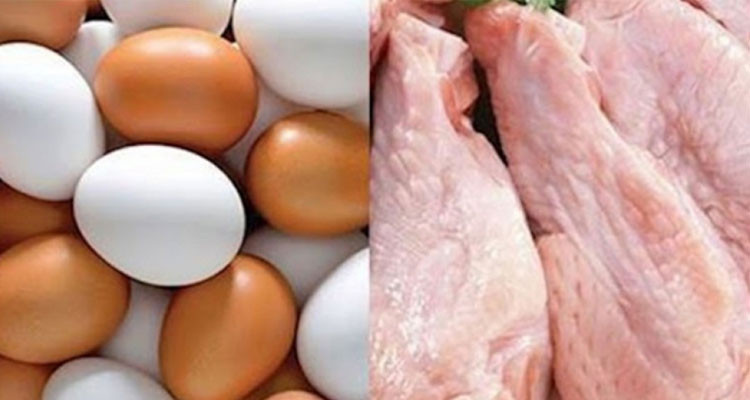 ارتفاع معدل سعر إنتاج دجاج اللحم والبيض في أكتوبر 2023