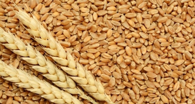 معدل سعر القمح الصلب الأوروبي يتراجع بـ8،5 بالمائة خلال أكتوبر 2023