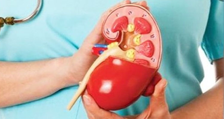 جمعية جراحة الكلى والمسالك البولية تحذّر من انتشار تدوينات إشهارية تروج لأدوية وحقائق مجانبة للواقع