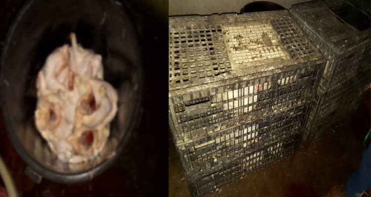 قفصة: حجز كمية من لحوم الدواجن غير صالحة للإستهلاك