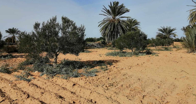 إسترجاع عقارين دوليين فلاحيين بمعتمدية جربة ميدون