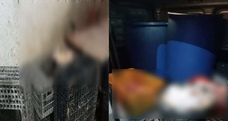 منوبة: الكشف عن مستودع عشوائي لذبح الدجاج