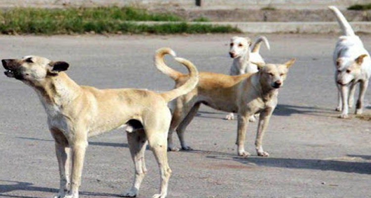 مسؤولة عن مخبر داء الكلب: عمليات قنص الكلاب السائبة سببها ظهور بؤر لتفشي داء الكلب