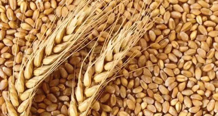 دراسة: ضرورة بلورة رؤية شاملة لأمن تونس الغذائي في أفق 2035