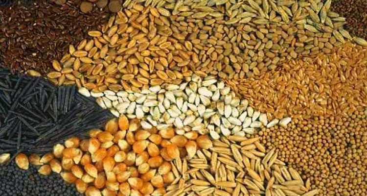 بن عروس: تقديرات إنتاج الزراعات الحقلية خلال شهر رمضان يتجاوز الـ2500 طن