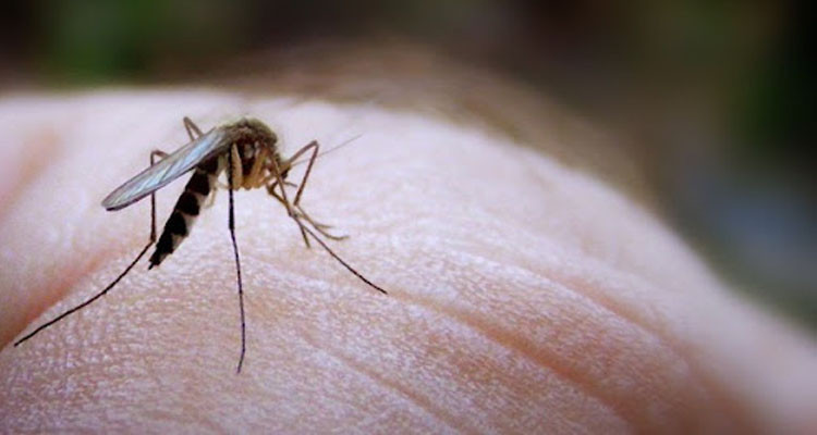 قبلي: بلدية جمنة تشرع في إنجاز حملة مبكرة لمداواة الحشرات