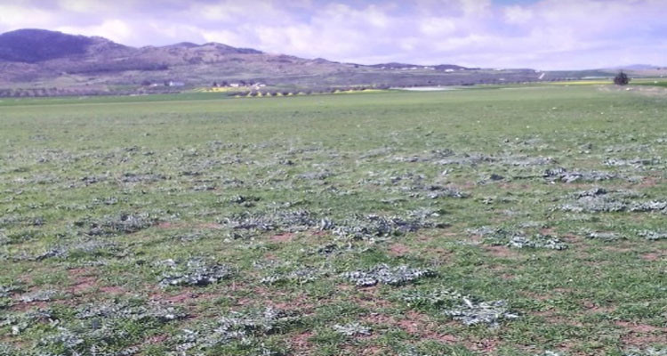 الكاف: استرجاع عقار دولي فلاحي بمساحة 15 هك