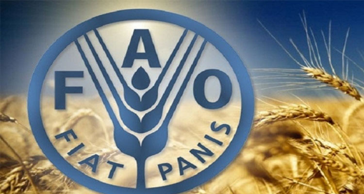 منظمة ''فاو'': ارتفاع المؤشر المعياري للأسعار العالمية للسلع الغذائية بنسبة 1.1 بالمائة