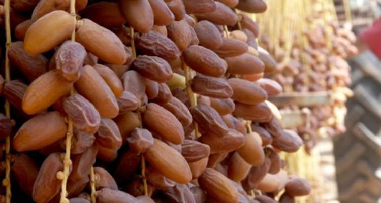 فرصة تمويل بـ35 مليون دولار  للفاعلين في قطاع التمور