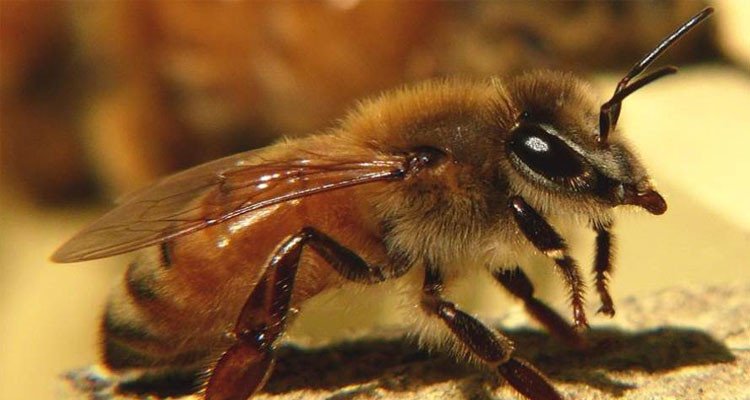 داسوا على خلية نحل في غزة:  إصابة 12 جنديا إس/ر/ا/ئ/ي/لي/ا بجروح مختلفة