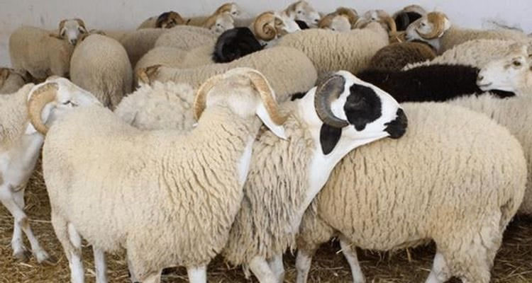 رئيس غرفة القصابين: بداية من الغد أضاحي العيد بـ21.900 دينار للكغ الحي في الوردية