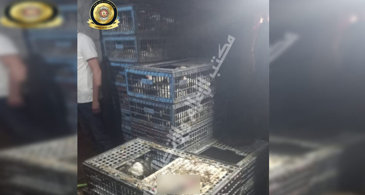 حي الغزالة: الكشف عن مذبح عشوائي للدواجن وحجز 480 كغ من الدجاج المذبوح