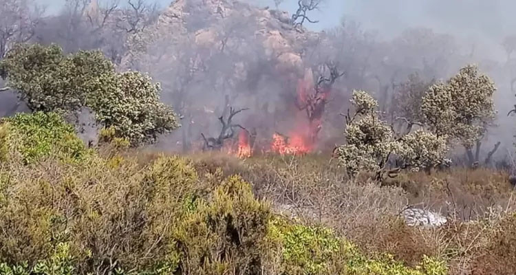 جندوبة: السيطرة على 3 حرائق متفرقة