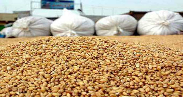 بنزرت: تقدم موسم حصاد الحبوب بنسبة 35 % وتراجع منتظر في الصابة