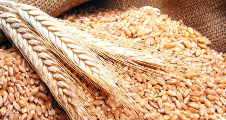 باجة: صابة القمح تتجاوز التوقعات