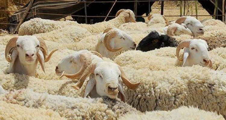 رئيس الاتحاد الجهوي للفلاحة بالقيروان: إنتاج الأضاحي سجل نقصا هذه السنة