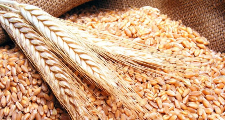 وزارة الفلاحة تحدد سعر قبول الحبوب