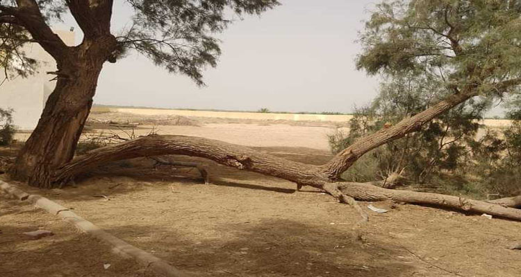 قبلي: زيارة ميدانة لمعاينة الأضرار الناجمة عن الرياح