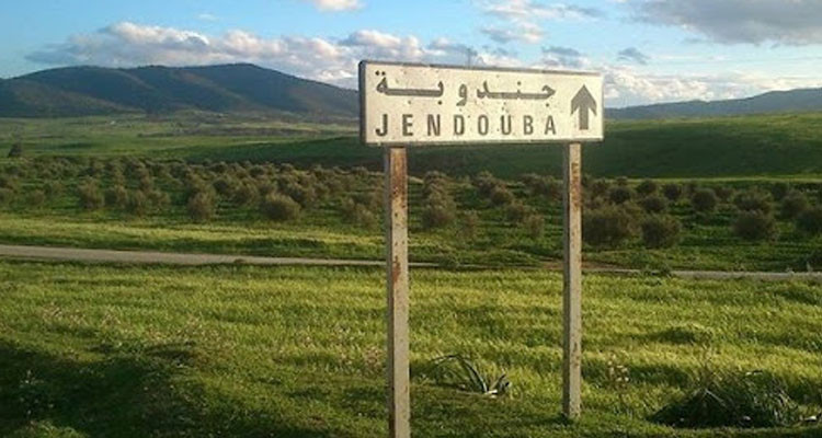 جندوبة: المندوبية الجهوية للتنمية الفلاحية تدعو الفلاحين إلى مكافحة دودة الخروب بأصول الرمان