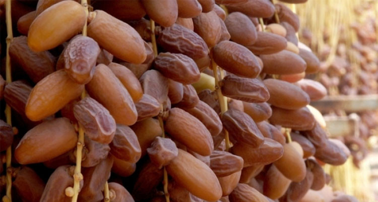 عائدات صادرات التمور ترتفع بـ22،4 بالمائة